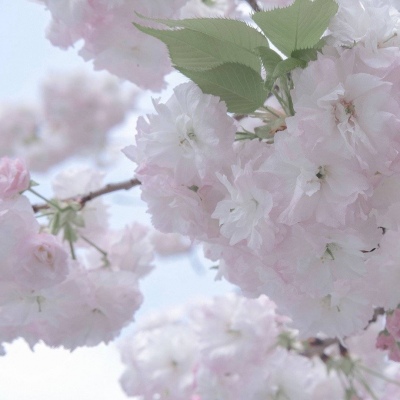 阿拉善右旗FurryQQ群介绍